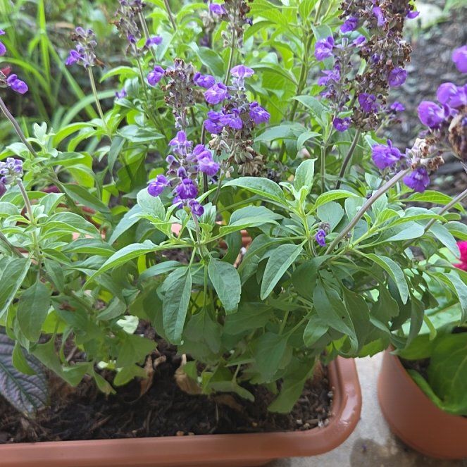 Photo of the plant species Mealycup Sage by @AwakeLentil71 named Lola on Greg, the plant care app