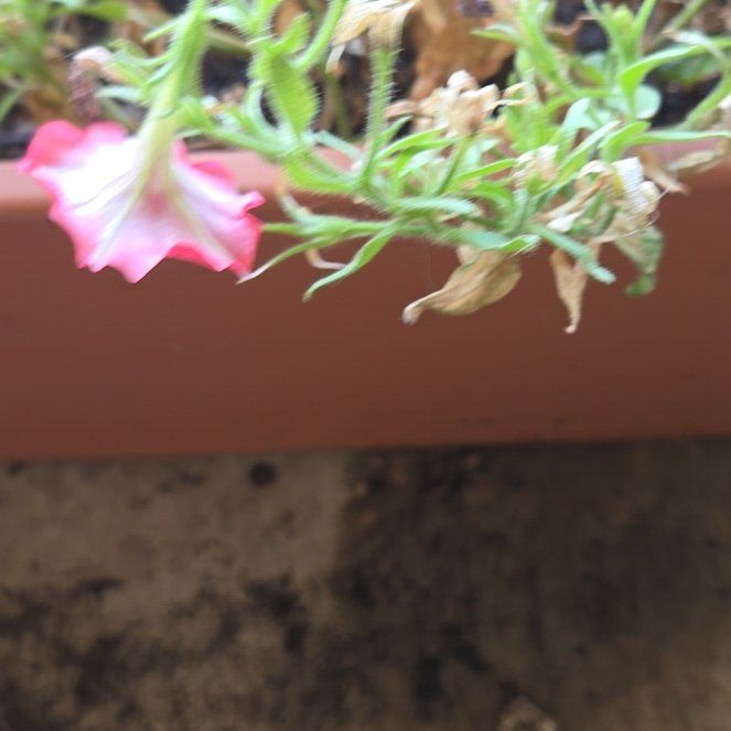 Photo of the plant species Petunia by @AwakeLentil71 named Xena on Greg, the plant care app