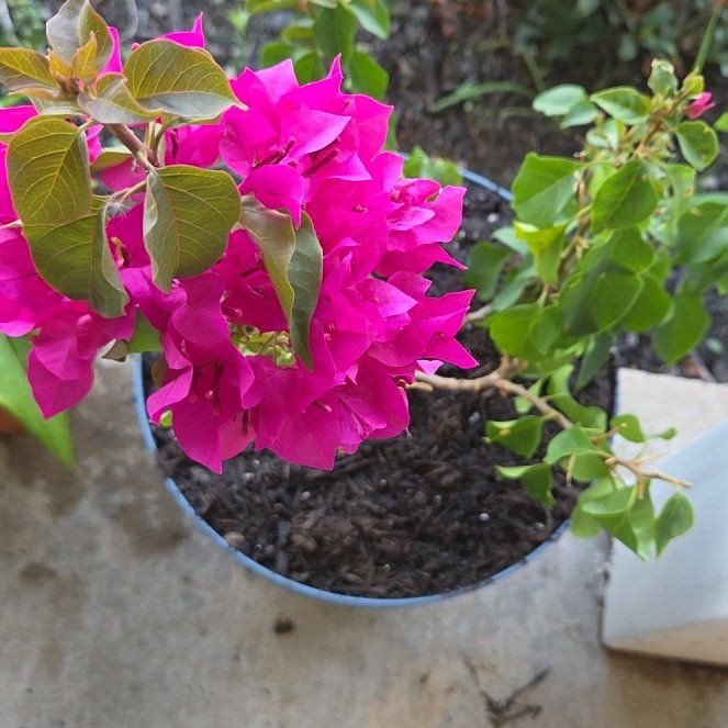 Photo of the plant species Bougainvillea 'Purple Princess' by @AwakeLentil71 named Purple Princess on Greg, the plant care app