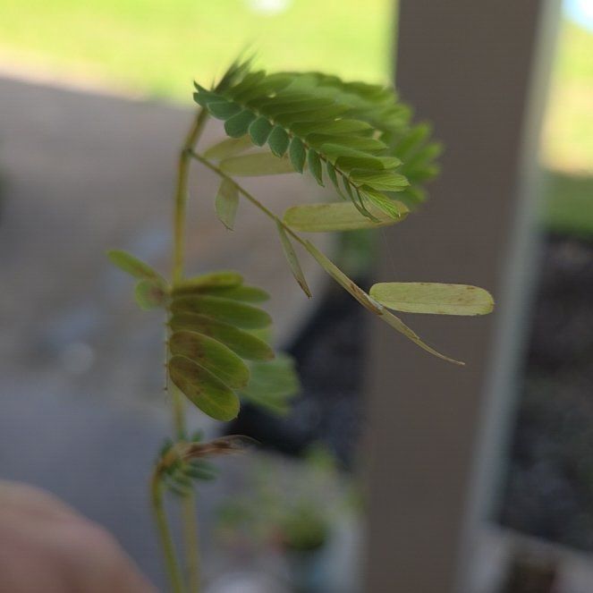 Photo of the plant species Showy Partridgepea by @AwakeLentil71 named Girlfrond on Greg, the plant care app
