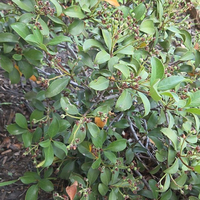 Photo of the plant species Indian Hawthorn by @AwakeLentil71 named Delilah on Greg, the plant care app