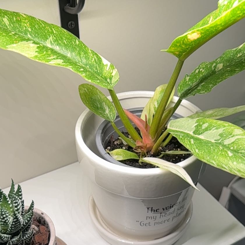 Photo of the plant species Philodendron Ring Of Fire by @DirectMahoe named Oscar on Greg, the plant care app