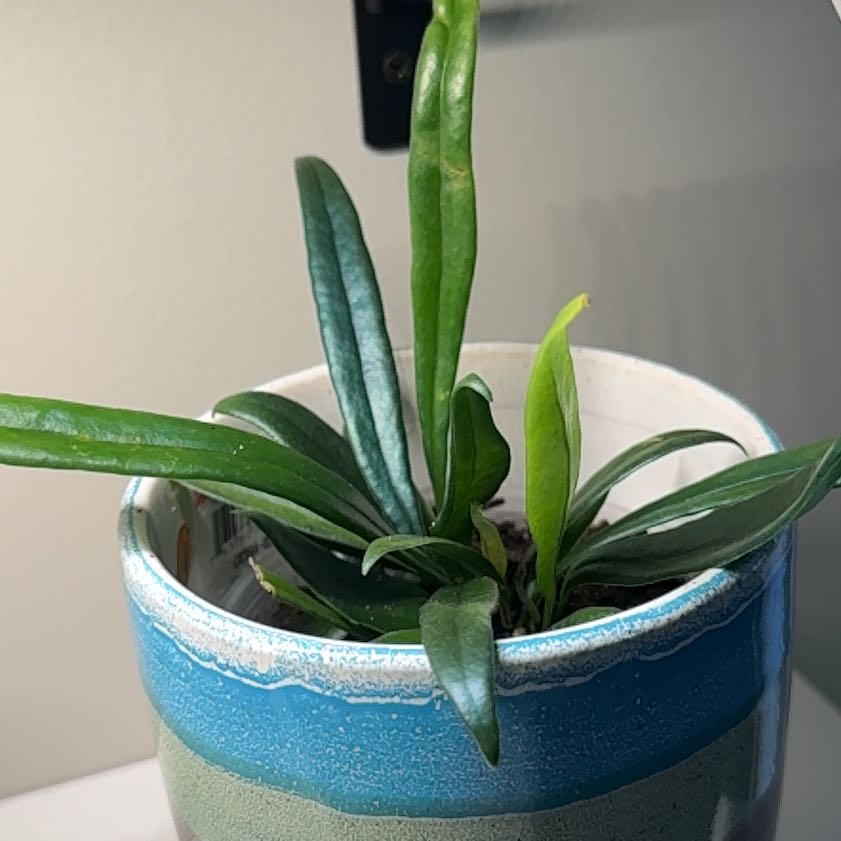 Photo of the plant species Blue Oil Fern by @DirectMahoe named Harry on Greg, the plant care app