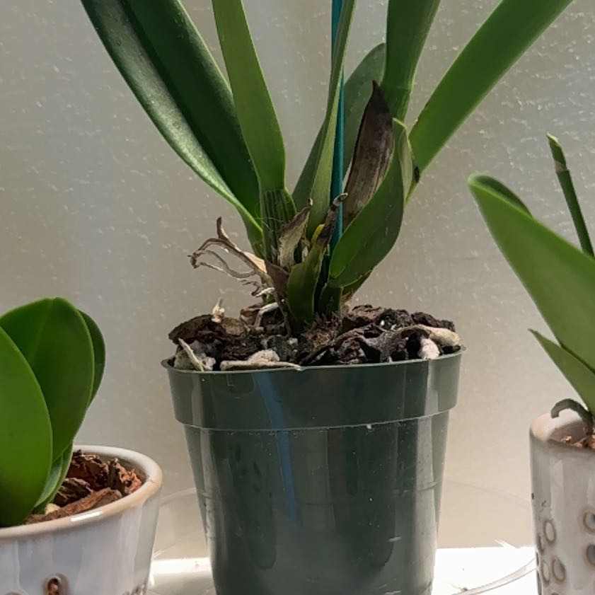 Photo of the plant species Cattleya Orchid by @DirectMahoe named Miley on Greg, the plant care app