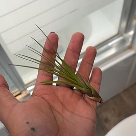 Photo of the plant species Eastern White Pine by @DirectMahoe named Remington on Greg, the plant care app