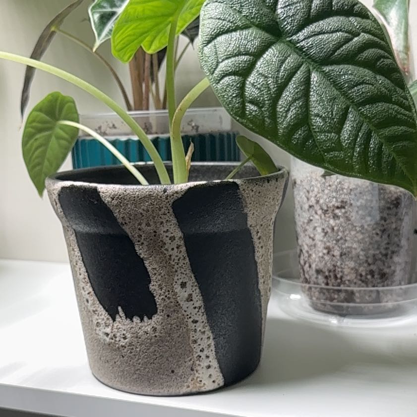 Photo of the plant species Alocasia 'Rugosa' by @DirectMahoe named Dax on Greg, the plant care app