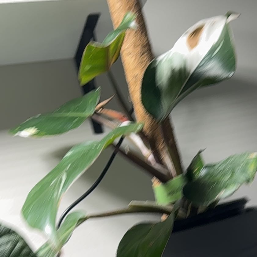 Photo of the plant species White Knight Philodendron by @DirectMahoe named Rainier on Greg, the plant care app