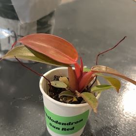 Photo of the plant species Philodendron Prince of Red by @DirectMahoe named Forrest on Greg, the plant care app
