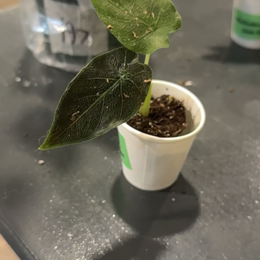 Photo of the plant species Alocasia Antoro Velvet by @DirectMahoe named Willow on Greg, the plant care app