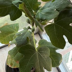 Photo of the plant species Fig by @LucidChia89 named Orwell on Greg, the plant care app