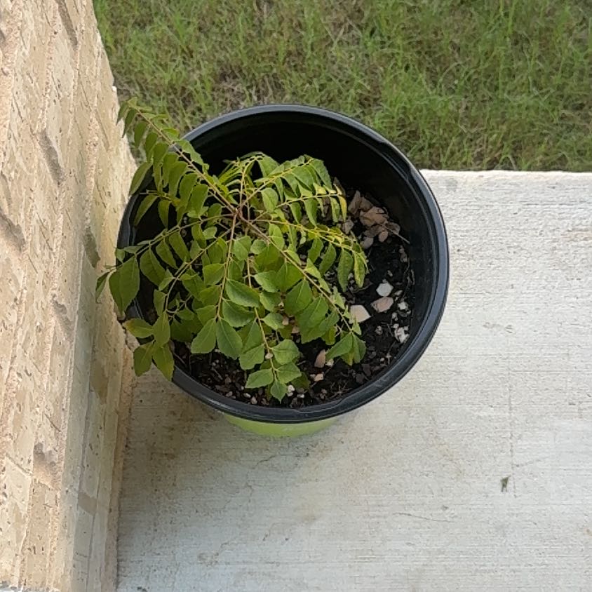 Photo of the plant species Curry Tree by @AceWaxvine22 named Zion on Greg, the plant care app