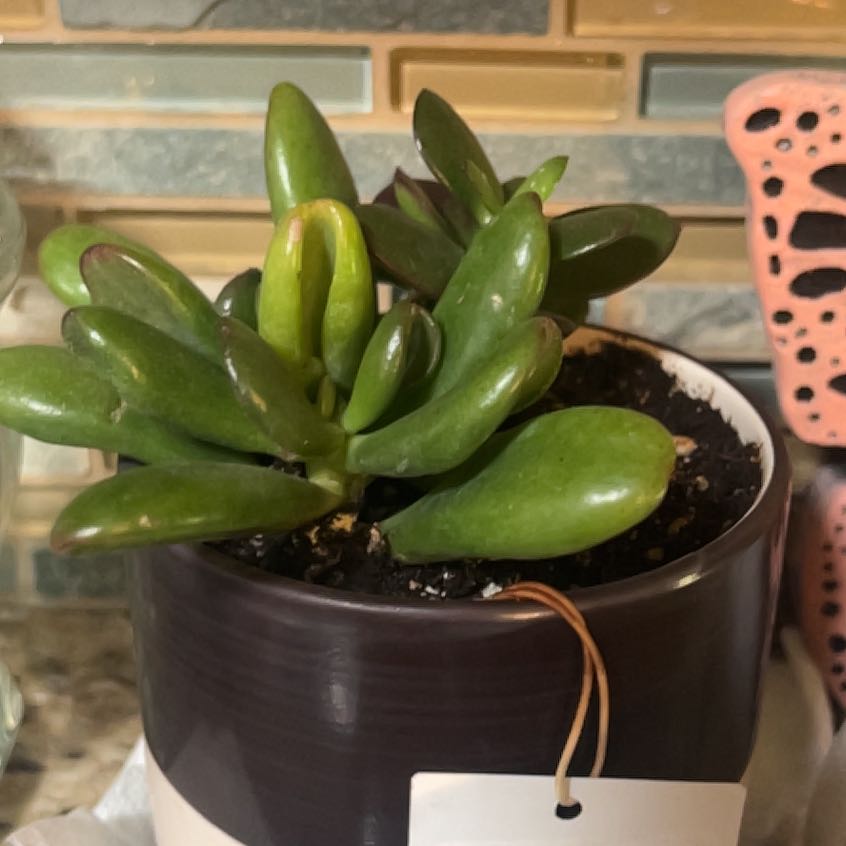 Photo of the plant species succulent by @WizardCacto24 named Harmony on Greg, the plant care app