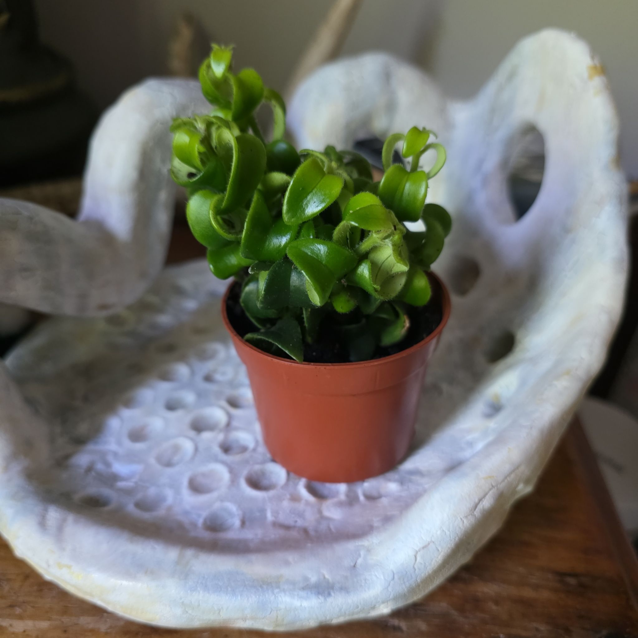 Photo of the plant species Twisted Lipstick Plant by @HotLemon52 named Krystoff on Greg, the plant care app
