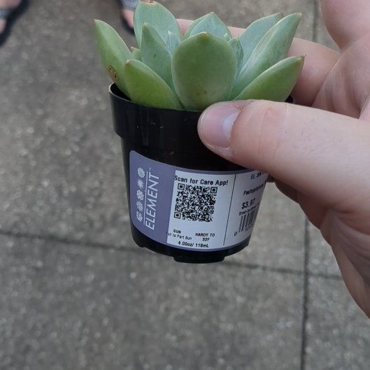 Photo of the plant species Pachyphytum 'Aquamarine' by @WinAlpinefir90 named Gomez on Greg, the plant care app