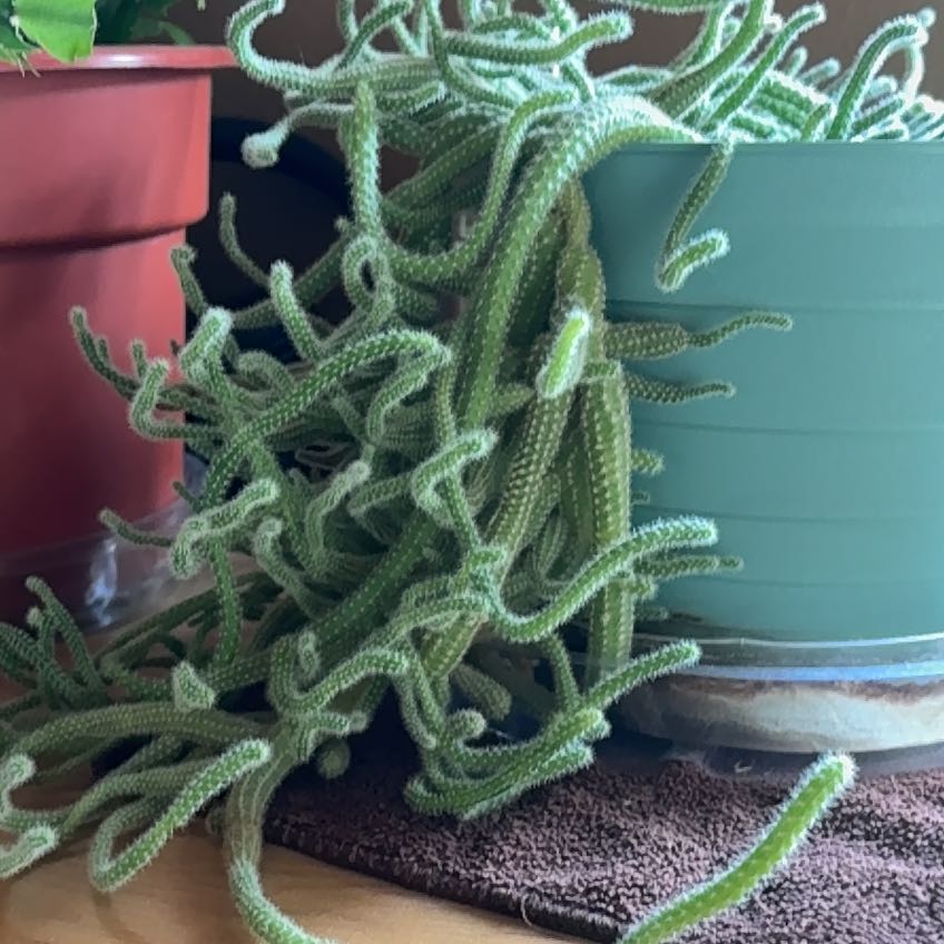 Photo of the plant species Cane Cholla by @RelievedPansy87 named Pax on Greg, the plant care app