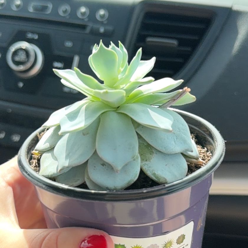 Photo of the plant species Echeveria peacockii hybrid by @DoughtyZebrina named ChloroPhil on Greg, the plant care app