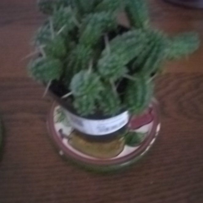 Photo of the plant species Corncob Cactus by @SavantAnahaw86 named Rainier on Greg, the plant care app