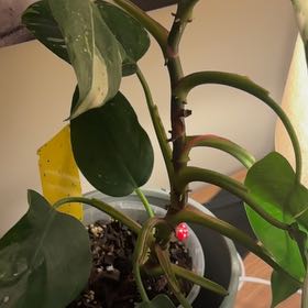 Photo of the plant species philodendron white princess by @WillDaffodil78 named Mando on Greg, the plant care app