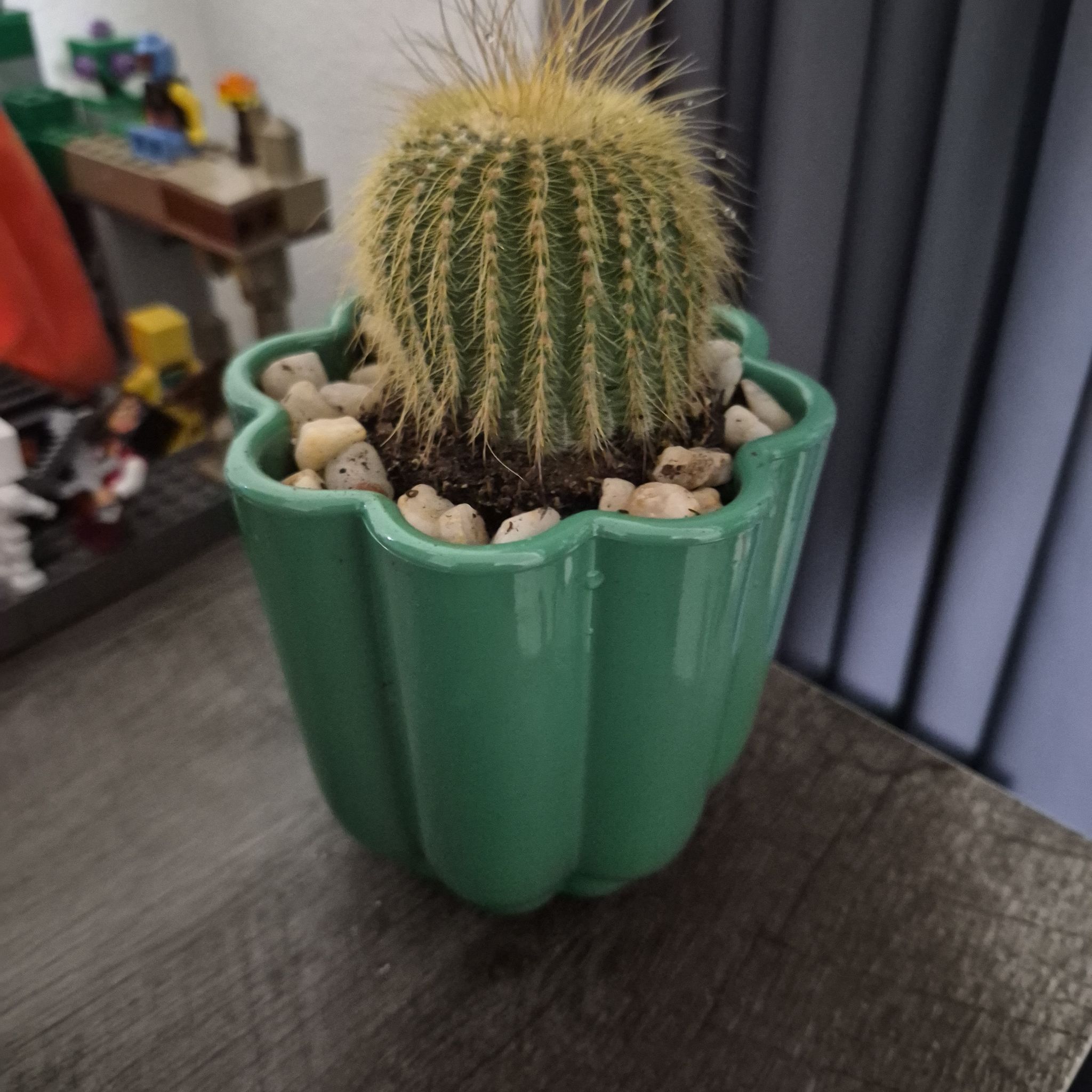 Photo of the plant species Notocactus leninghausii by @NiftyMexico58 named Pax on Greg, the plant care app