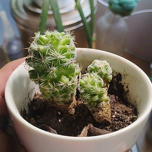 Photo of the plant species Escobaria Missouriensis by @ChirpyAgave named Oscar on Greg, the plant care app