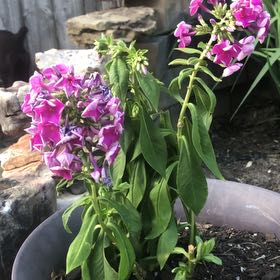 Photo of the plant species Peppermint Twist by @StoutBushlily71 named Walt on Greg, the plant care app