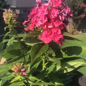 Photo of the plant species Peppermint Twist by @StoutBushlily71 named Prince on Greg, the plant care app