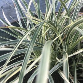 Photo of the plant species Maiden Grass by @StoutBushlily71 named Diana on Greg, the plant care app