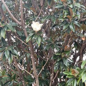 Photo of the plant species Southern Magnolia by @SirCooperi23 named Foxxy on Greg, the plant care app