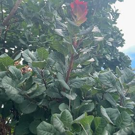 Photo of the plant species Eurasian Smoketree by @SirCooperi23 named Oscar on Greg, the plant care app