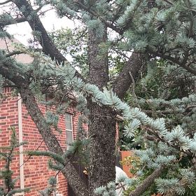 Photo of the plant species Atlas Cedar by @SirCooperi23 named McKinley on Greg, the plant care app