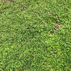 Photo of the plant species Kikuyugrass by @SirCooperi23 named ChloroPhil on Greg, the plant care app