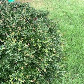 Photo of the plant species Japanese Spindle by @SirCooperi23 named Sproutacus on Greg, the plant care app
