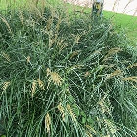 Photo of the plant species Maiden Grass by @SirCooperi23 named Navajo on Greg, the plant care app