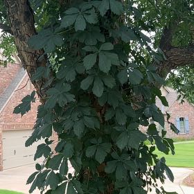 Photo of the plant species Virginia Creeper by @SirCooperi23 named Fernie Mercury on Greg, the plant care app
