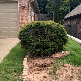 Photo of the plant species Broom Forkmoss by @SirCooperi23 named Harper on Greg, the plant care app