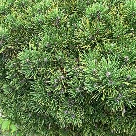 Photo of the plant species Swiss Mountain Pine by @SirCooperi23 named Rainier on Greg, the plant care app