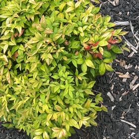 Photo of the plant species Sacred Bamboo by @SirCooperi23 named Nithin on Greg, the plant care app