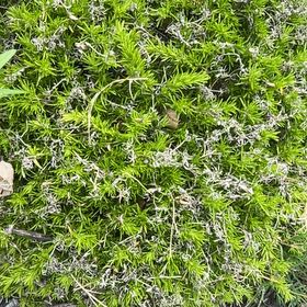 Photo of the plant species Moss Phlox by @SirCooperi23 named Plato on Greg, the plant care app