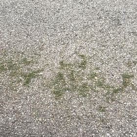 Photo of the plant species Lesser Duckweed by @SirCooperi23 named Kardashian on Greg, the plant care app