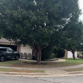 Photo of the plant species Southern Live Oak by @SirCooperi23 named Orlando Bloom on Greg, the plant care app
