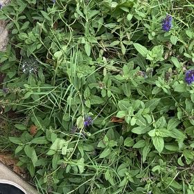 Photo of the plant species Common Selfheal by @SirCooperi23 named Curie on Greg, the plant care app