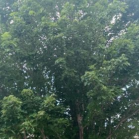 Photo of the plant species Goat Willow by @SirCooperi23 named Delilah on Greg, the plant care app