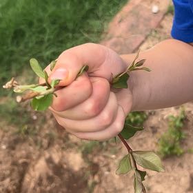 Photo of the plant species Japanese Barberry by @SirCooperi23 named Aria on Greg, the plant care app