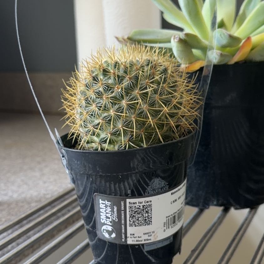 Photo of the plant species Lemon Ball by @BabyBegonia22 named Bruce Lee on Greg, the plant care app