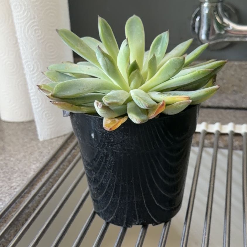 Photo of the plant species Echeveria pulidonis by @BabyBegonia22 named Treeyoncé on Greg, the plant care app