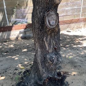 Photo of the plant species Apricot by @ChicRedrose12 named Lebron on Greg, the plant care app