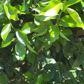 Photo of the plant species Japanese Spindle by @ChicRedrose12 named Homer on Greg, the plant care app