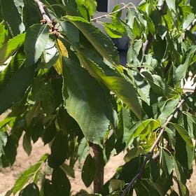 Photo of the plant species Sweet Cherry by @ChicRedrose12 named McKinley on Greg, the plant care app