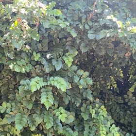 Photo of the plant species Cape Honeysuckle by @ChicRedrose12 named Rainier on Greg, the plant care app