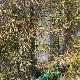 Photo of the plant species Common Bamboo by @ChicRedrose12 named Harper on Greg, the plant care app